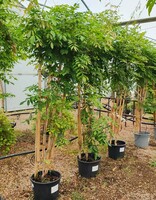 Wisteria sinensis Alba