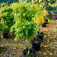 Wisteria sinensis Alba