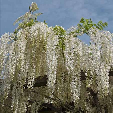 Wisteria sinensis Alba | Order online @ Tendercare