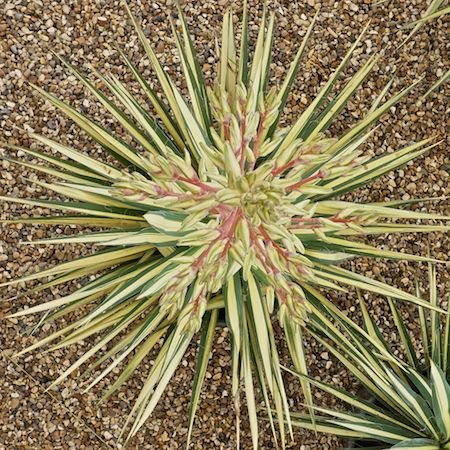 Yucca fil. Colour Guard - image 2