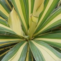Yucca fil. Colour Guard - image 3