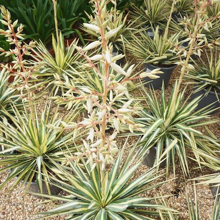 Yucca fil. Colour Guard - image 1