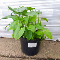 Zantedeschia aethiopica