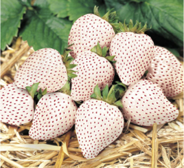 White strawberries - Fragaria x ananassa